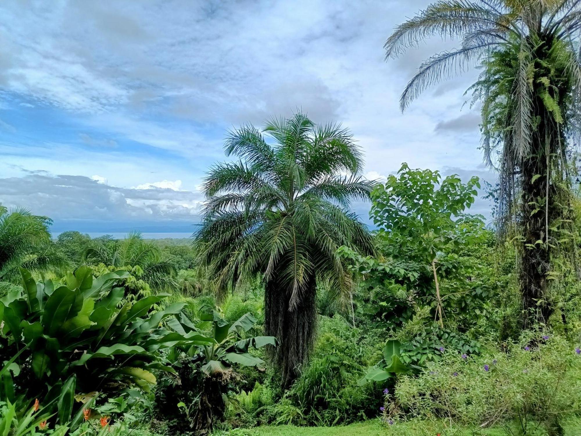 Osa Private Renting House-Villas-Tented-Best Views-Nature-Comfort Puerto Jimenez Ngoại thất bức ảnh